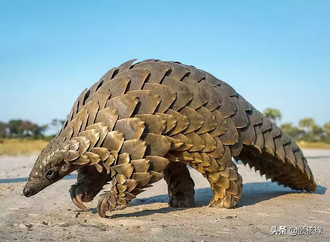 文玩一黑二黄三白,文玩界的一红二黑三白