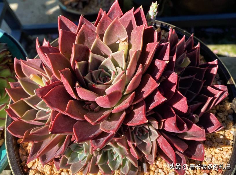 天天逛直播间买多肉，你搞清楚了伪群、散群和整桩有什么区别吗？