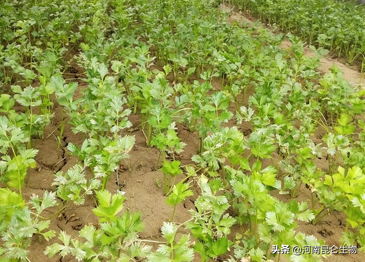 芹菜得了根结线虫怎么治疗?芹菜预防根结线虫病发生的有效措施
