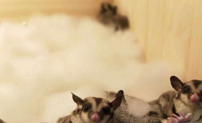 蜜袋鼯咬人怎么办？打针还是不用？