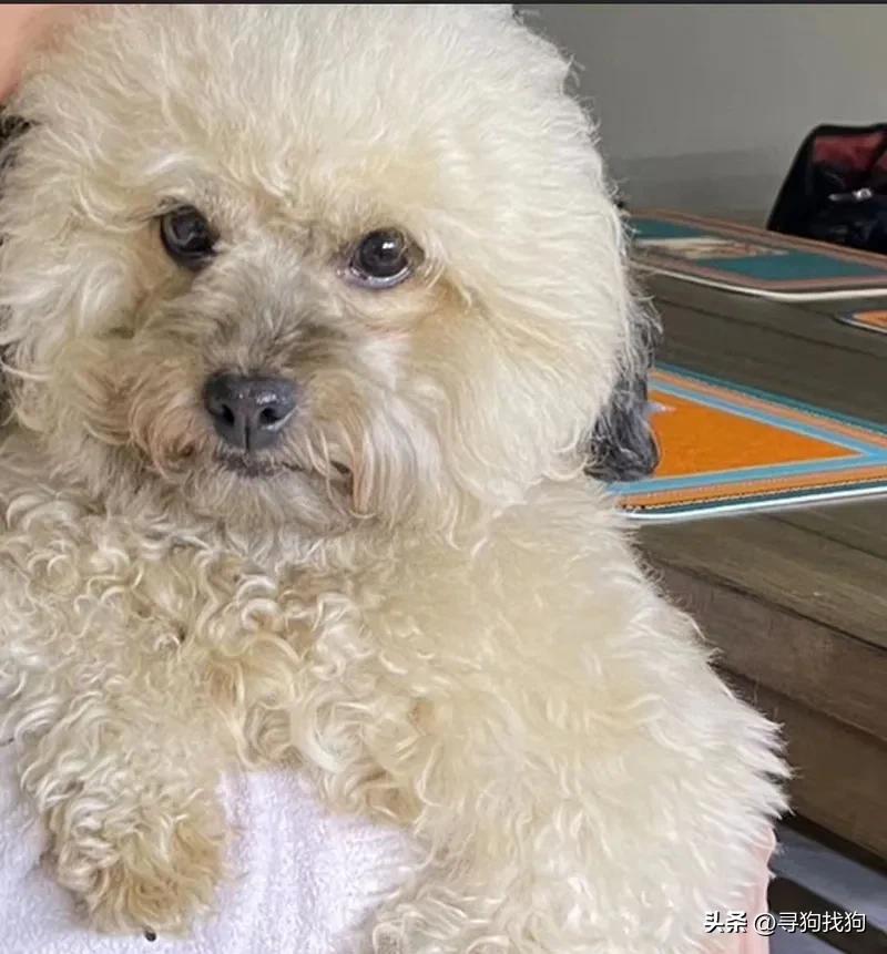 昆明盘龙区寻狗柴犬,成都市武侯区寻狗泰迪