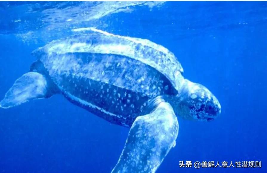 最大的深海水母,最大的水母北极霞水母