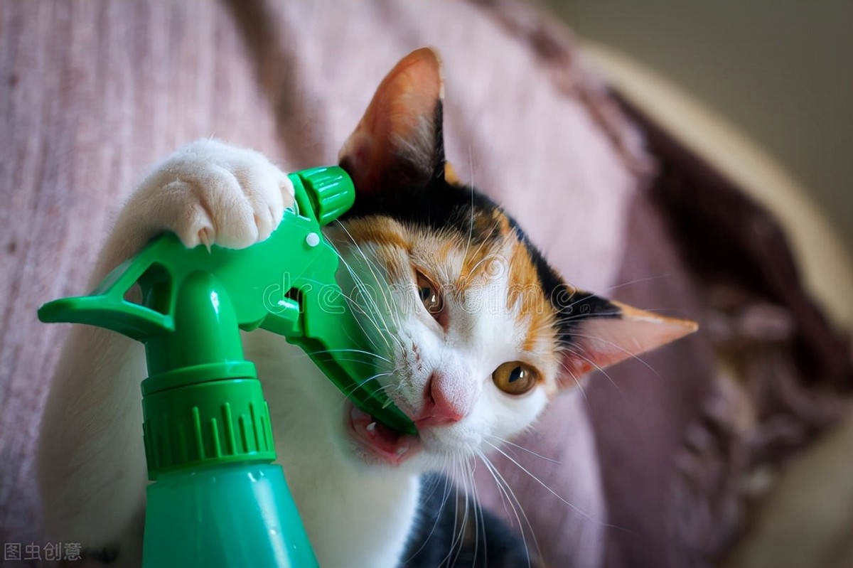 猫癣传染人的症状和治疗,猫癣治疗一般花费多少钱