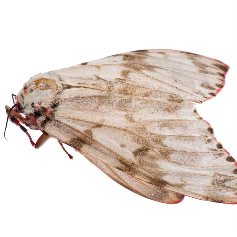 蚕结茧后怎么处理不想变蛾子,蚕结茧后变成了蛹用把茧剪开吗