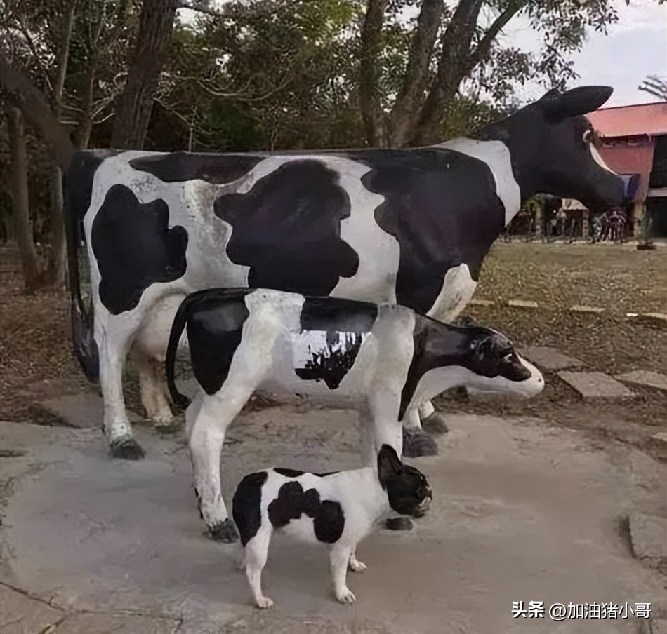 “是小蛇出了轨，还是青蛙劈了腿？”这是现实版的美杜莎？哈哈