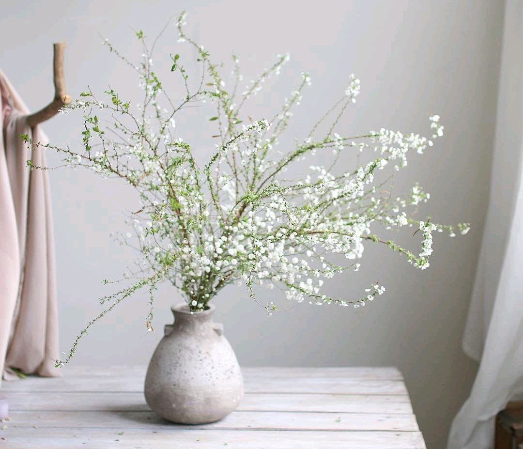 20种吉祥的花,20种年宵花高端又大气