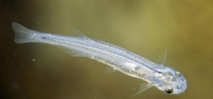 亚马逊“吸血鬼鱼”：专攻男性隐私部位，宿主死亡才离开