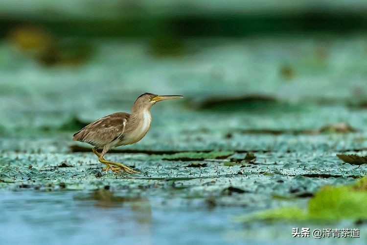 写春天的著名唐诗宋词加赏析,十首描写春天的宋词
