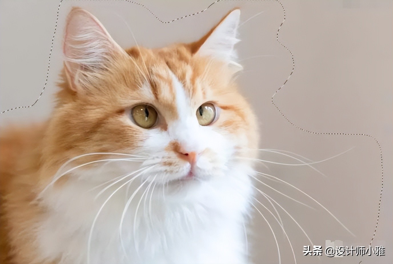 ps抠图技巧ps高级精细抠图方法,用photoshop软件抠图有哪些抠图方法