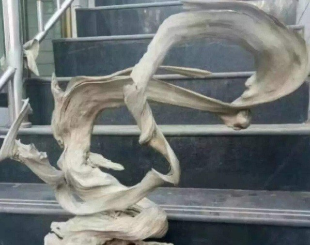 山西小伙卖房、花光百万，买了一屋烂树根，11年后价值无法估量