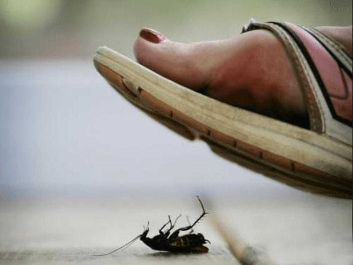 蟑螂为什么生命力顽强踩了都不死,蟑螂为什么踩死后第二天不见了