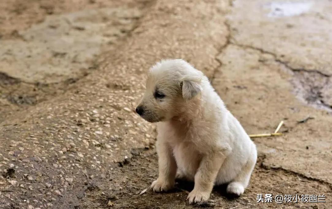 狗狗还小需要户外活动,狗狗还小怎么训练不咬人