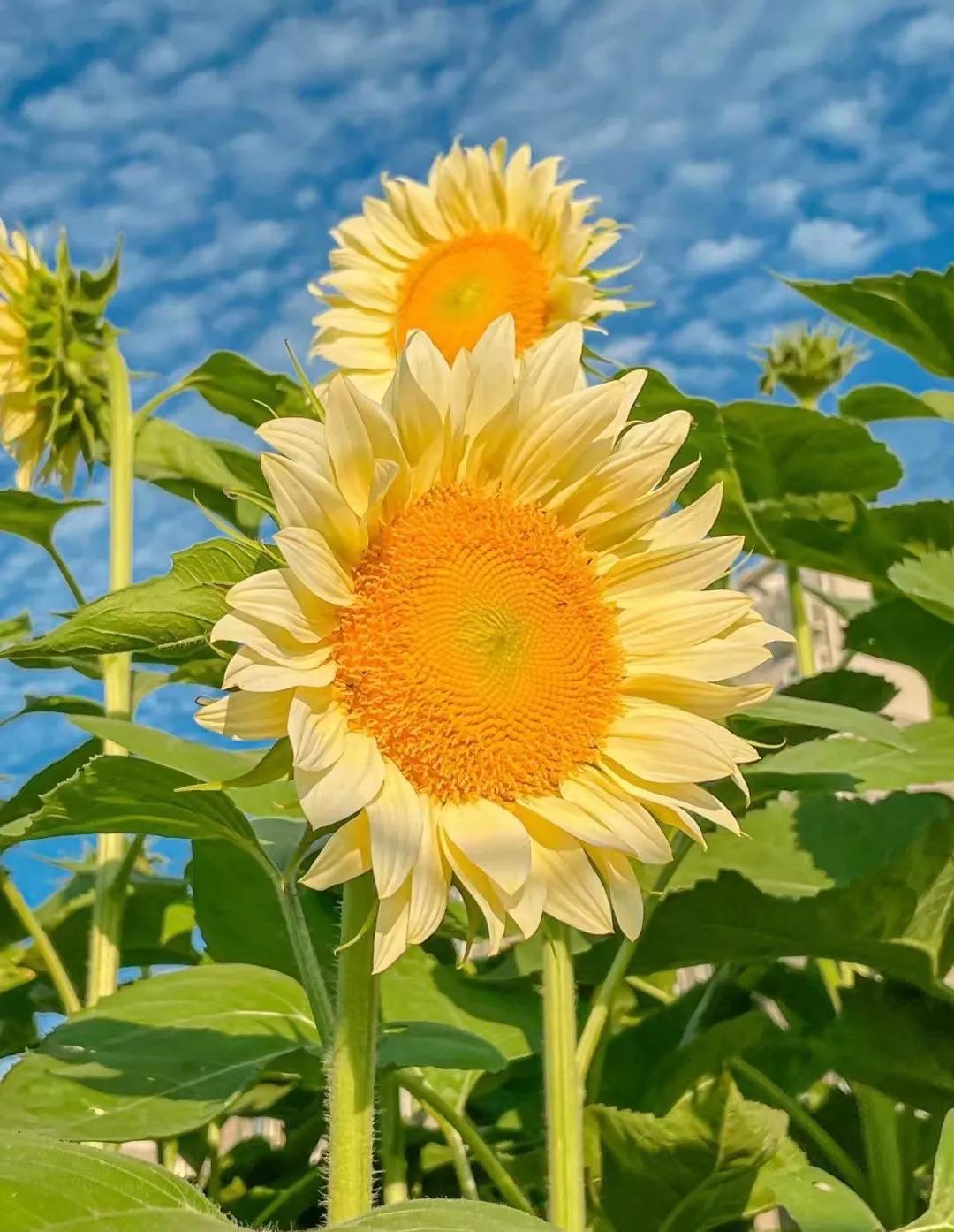 谨以此歌献给8090后,陷入以贷养贷的困境