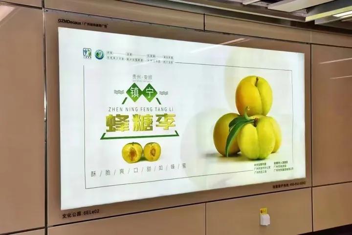 农村小伙回乡创业种果树,三个农村小伙回乡创业建果园