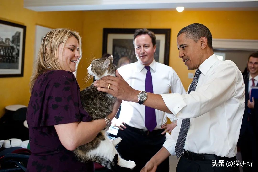 盘点那些有铁头功的猫咪 (盘点世界上那些有编制的猫咪)