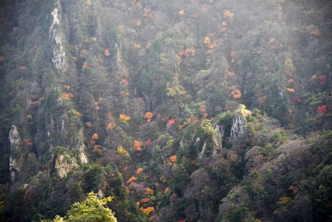 洛阳网红打卡地推荐,洛阳又一个网红打卡地