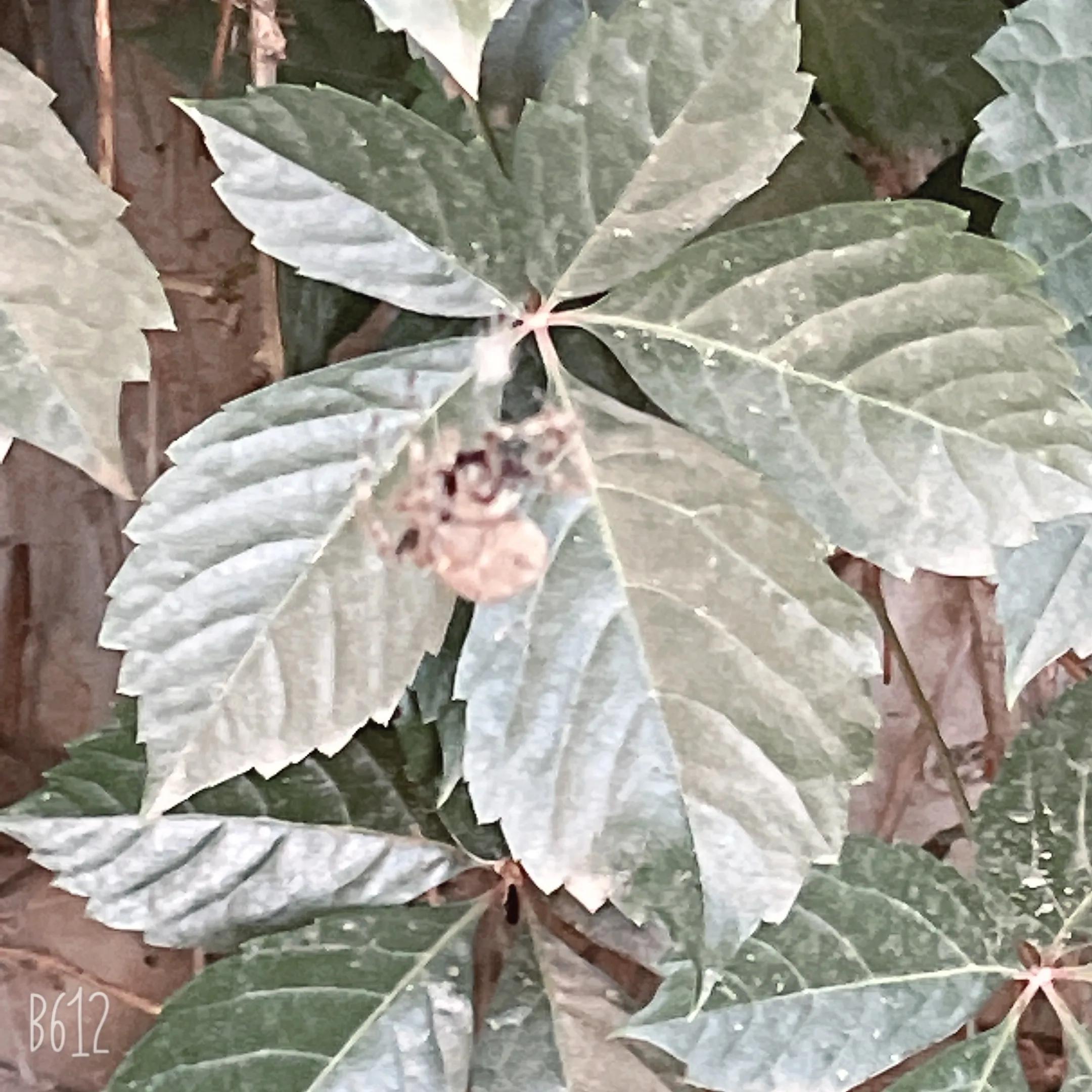 朝日即雨连阴势彩云飞鸟乌云驱雨绵不终朝淅沥风散云移雨停歇元姆