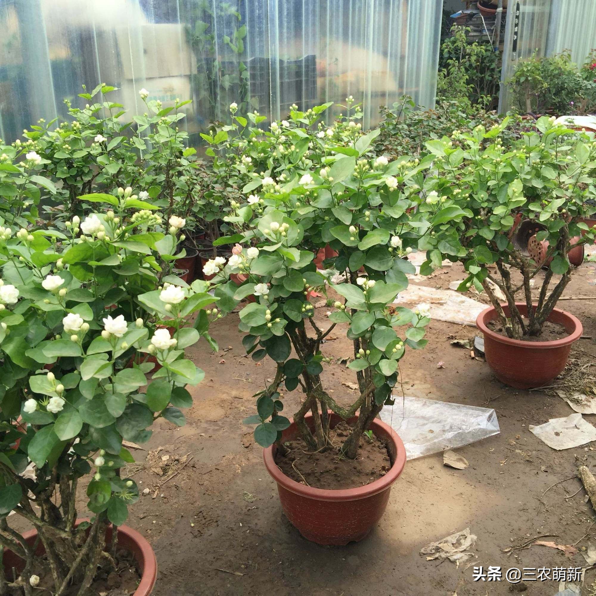 6种有香味的植物推荐给你,最容易种的香花