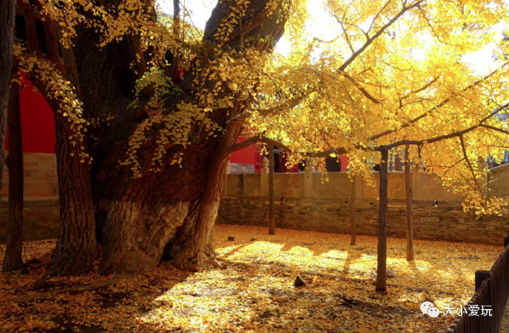 银杏最美的地方,这九个美丽的地方你想去看看吗