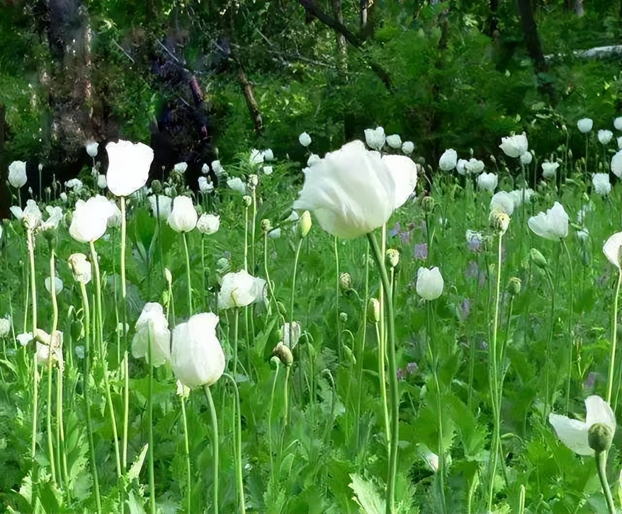 *粟罂**花,珍爱生命,远离*品毒**|花名册No.00076