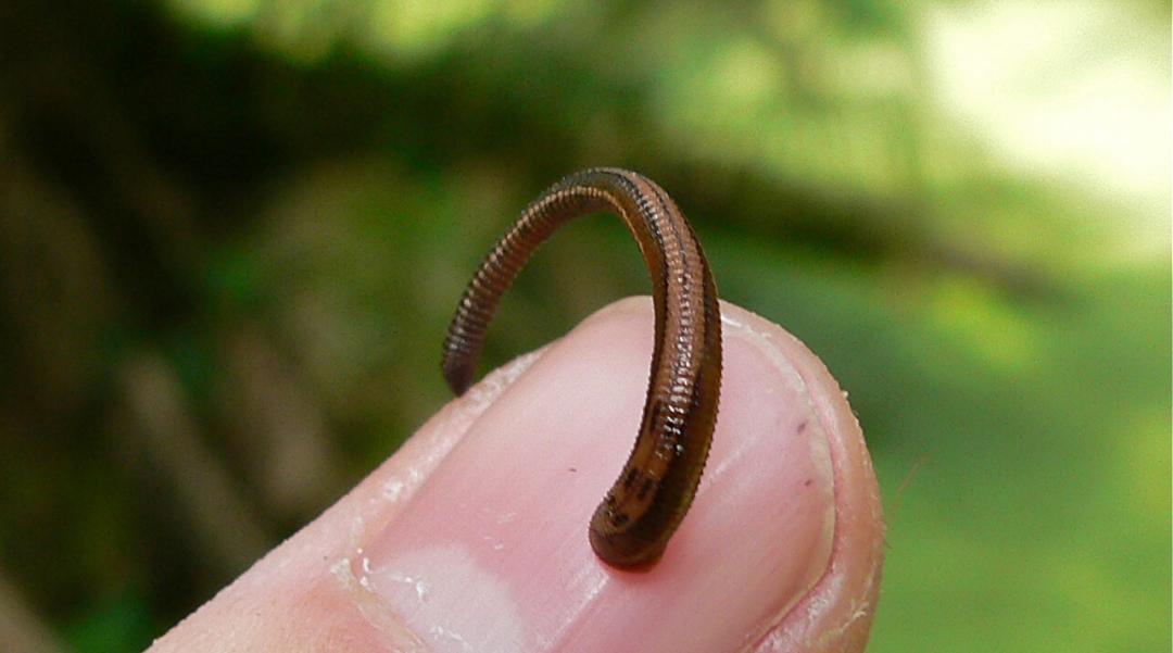 夏日带孩子户外活动当心这种虫,暑期带娃小心毒虫