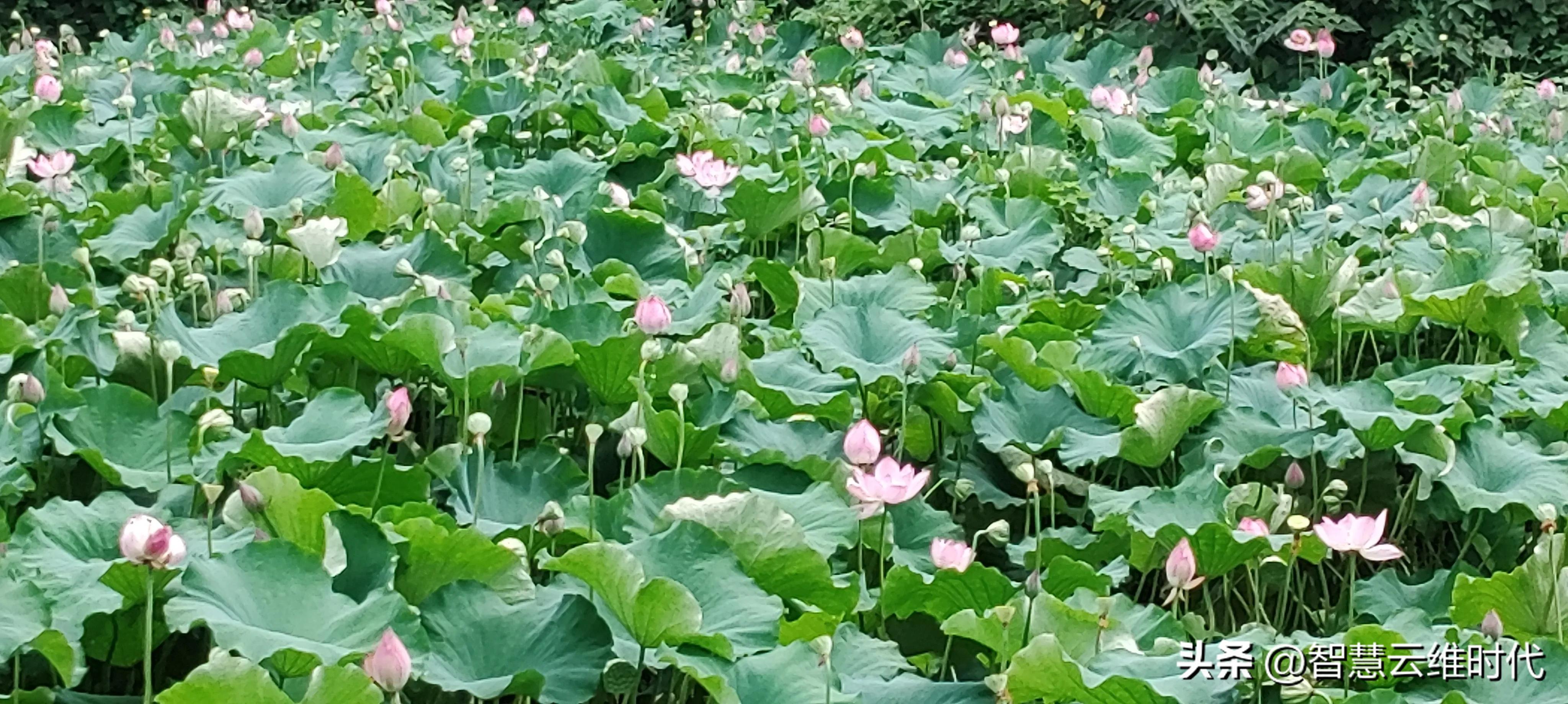 仲夏夜之梦歌曲,仲夏夜之梦皮肤