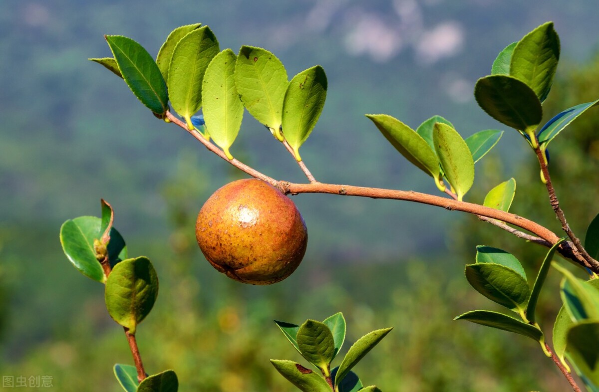 孕妇吃什么油最健康排行榜,一般孕妇应该吃什么油合适