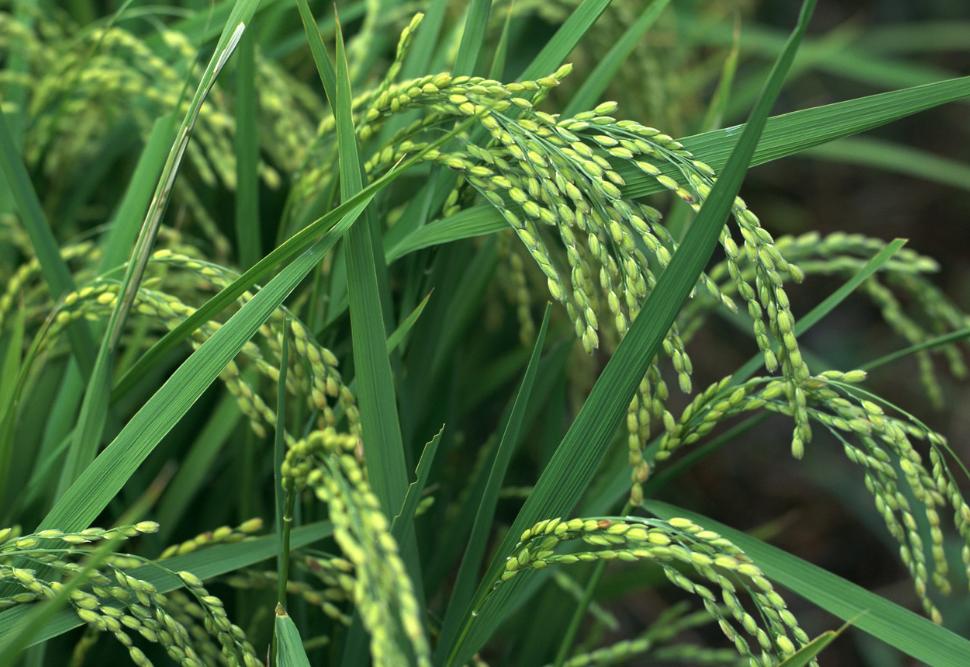 中国人最爱吃的玉米饭,中国人最爱吃的菜是什么