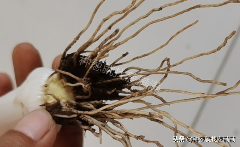 葱上的虫子是什么样,葱的根部生白色虫子