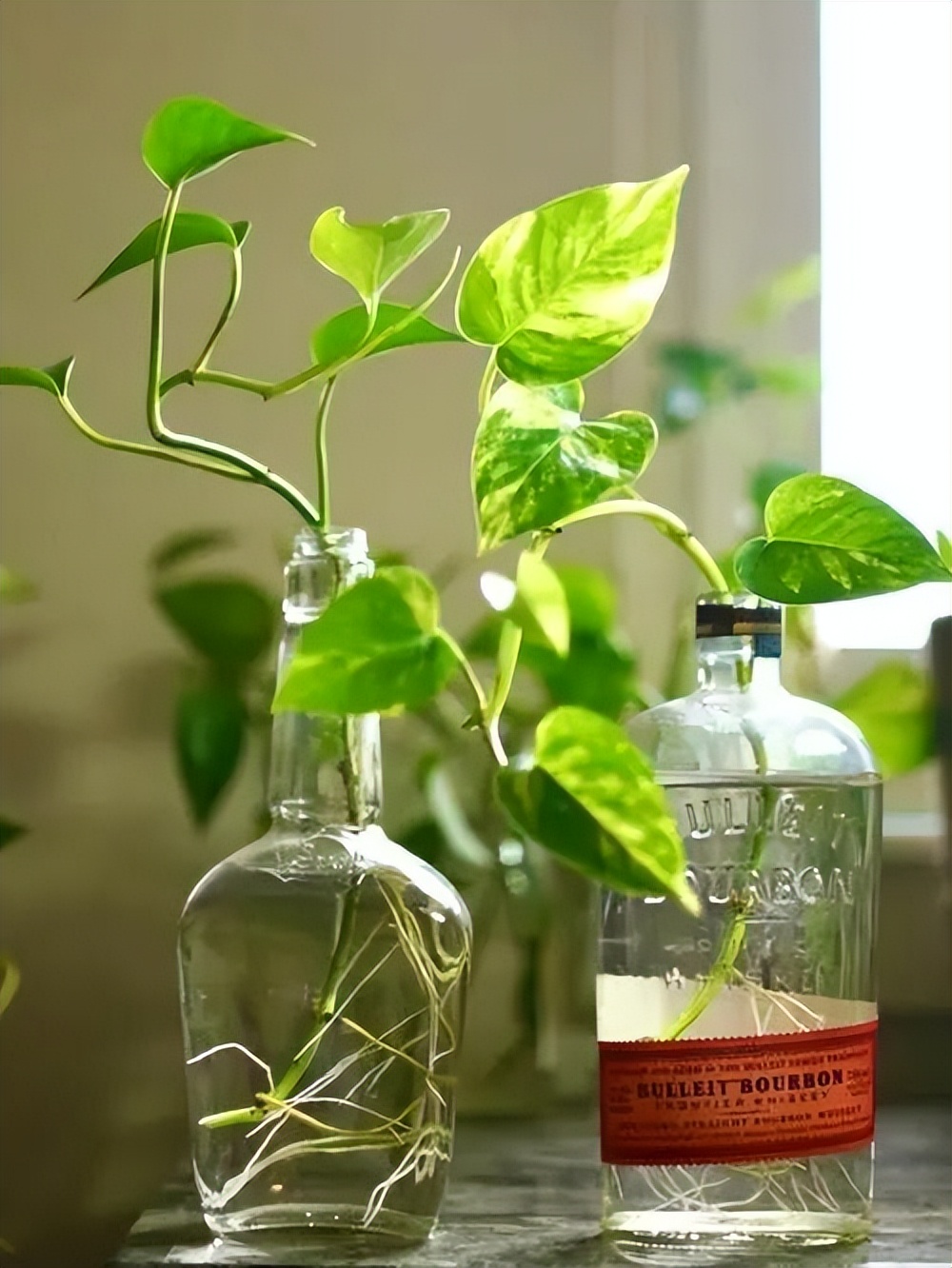 家里光线差就养这几种花,什么花散射光就可以养好