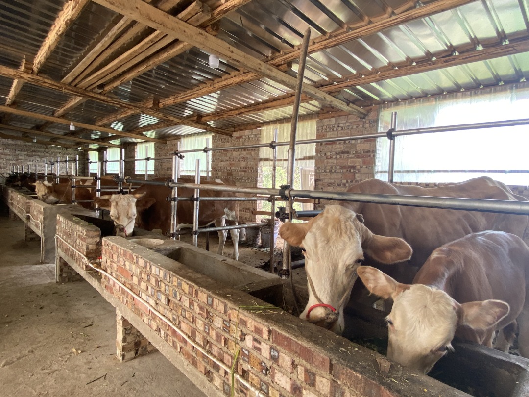 “养殖能手”汤安友：用勤劳的双手编织幸福人生