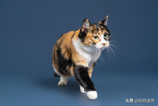 宠物三花猫和田园三花猫区别,三花猫三色代表什么