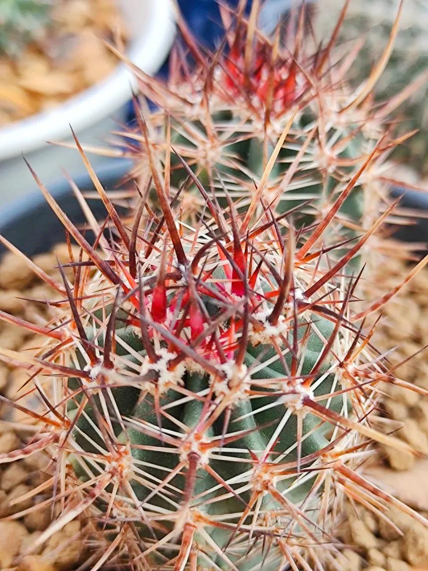 仙人球,仙人球花图片