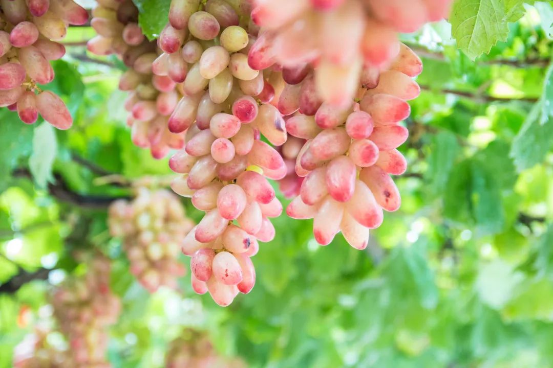 最好吃的爆浆葡萄,香甜爆汁葡萄