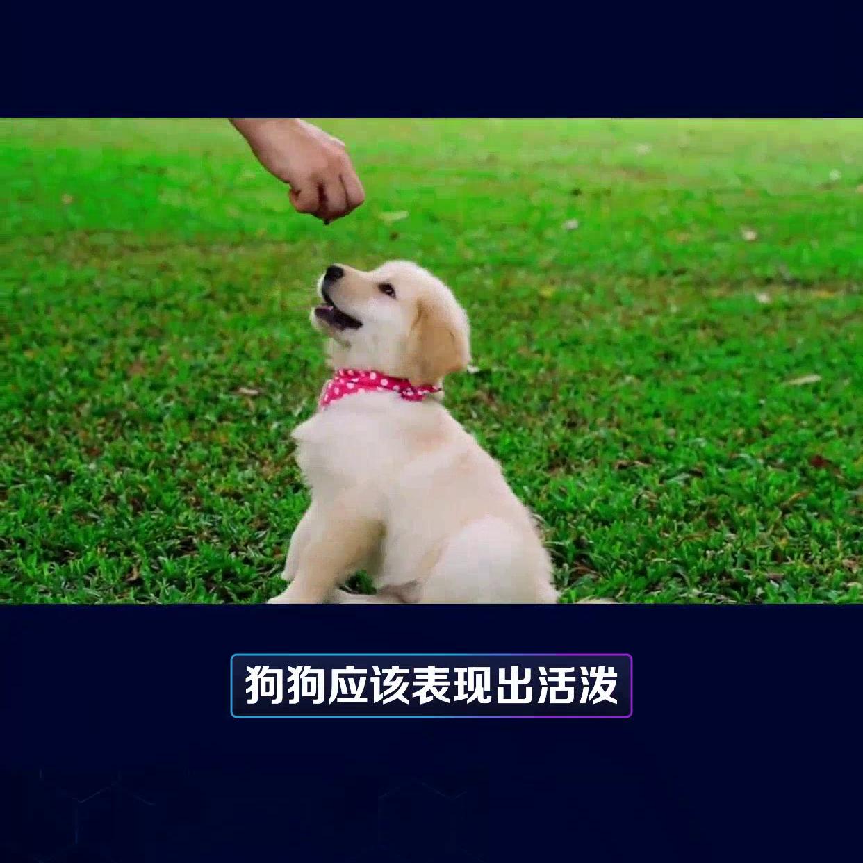 新手怎么挑选拉布拉多犬幼犬,图解挑选拉布拉多犬幼犬指南