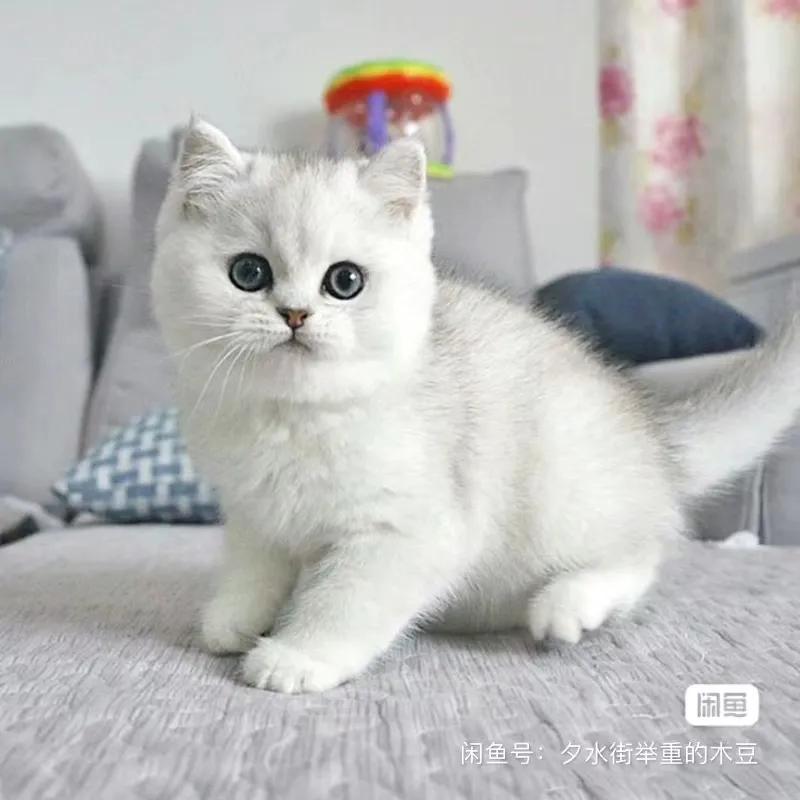 新手养猫在哪里买最合适,想养猫应该从什么渠道入手