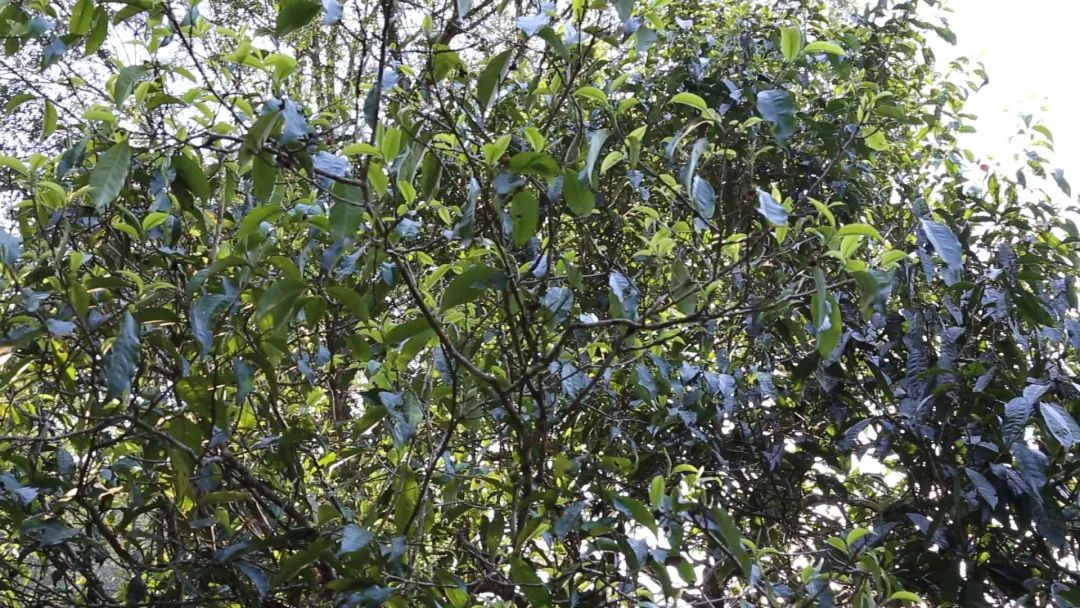 老徐谈古茶树视频,老徐谈茶特辑