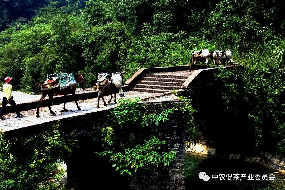湖北省五峰毛尖绿茶,湖北五峰毛尖绿茶