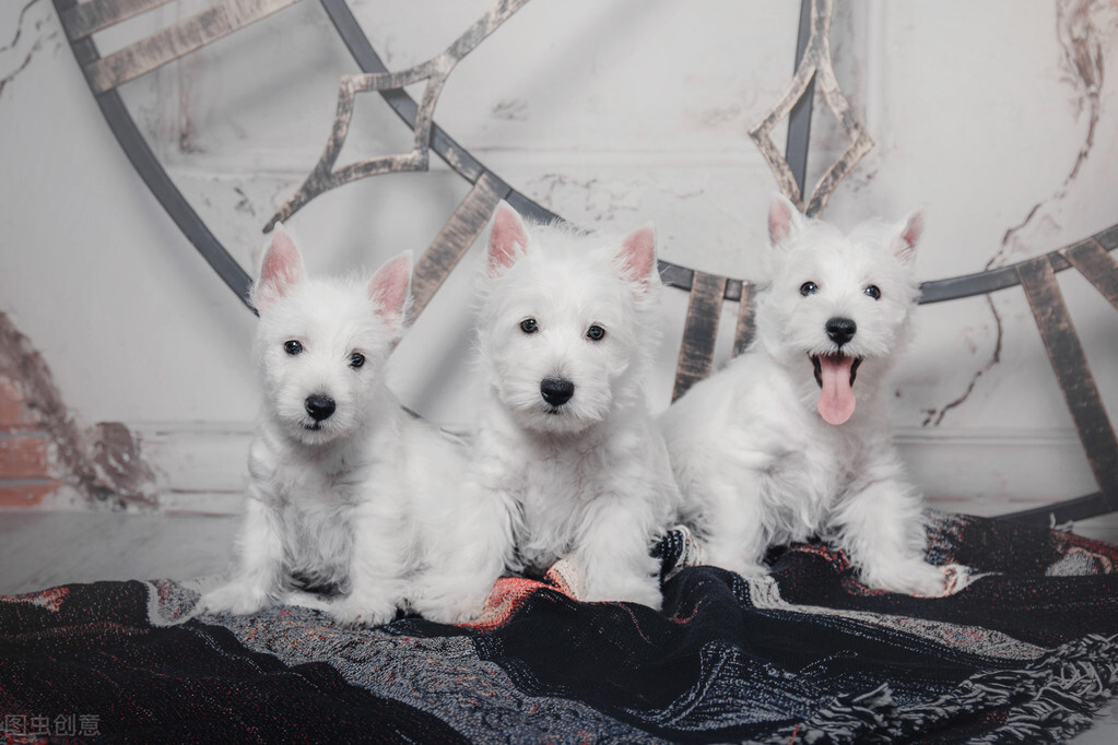 白狗秋和莫言的照片,莫言的白狗荡秋千