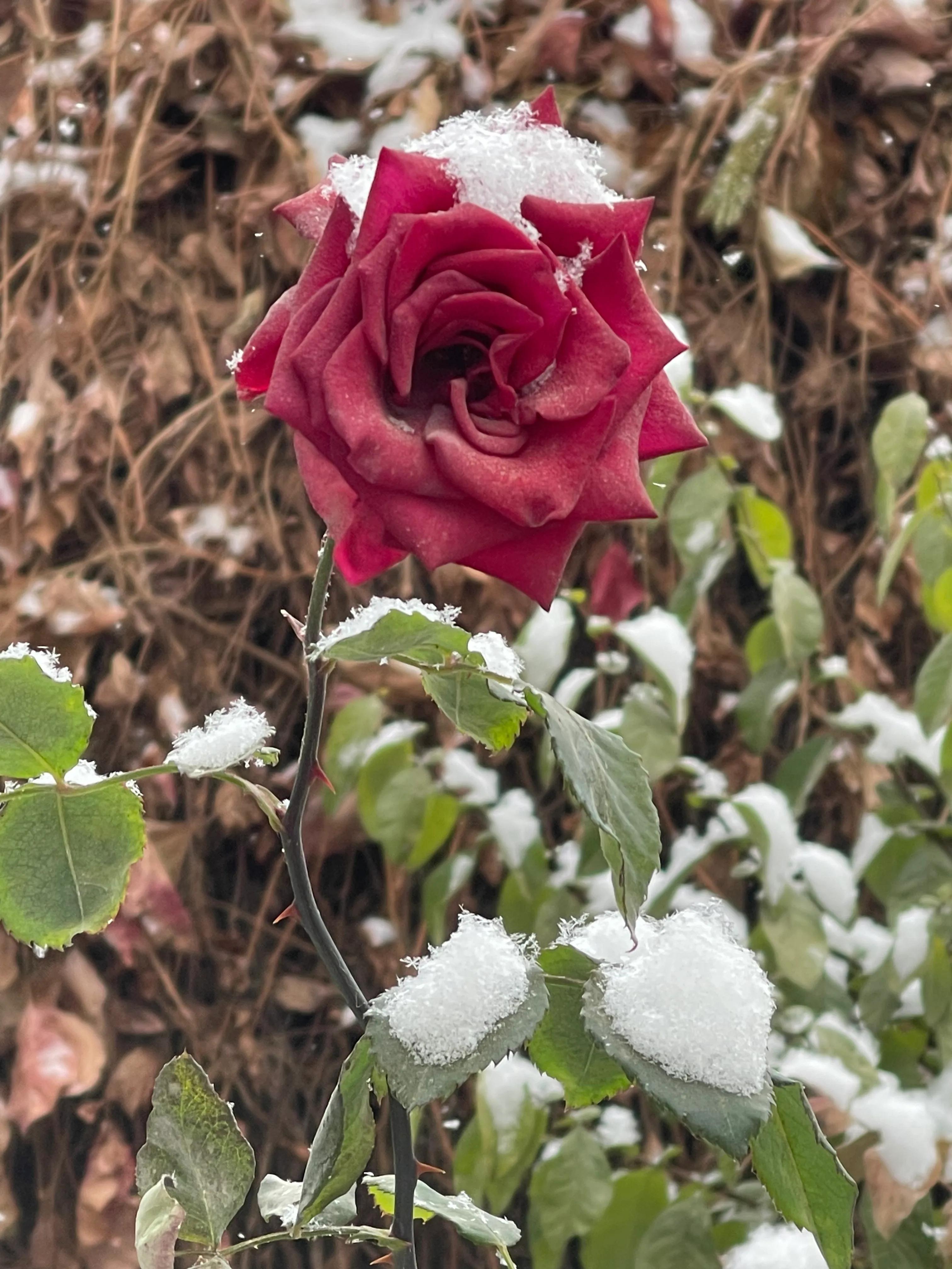日子虽平淡但从未低头,日子虽平淡