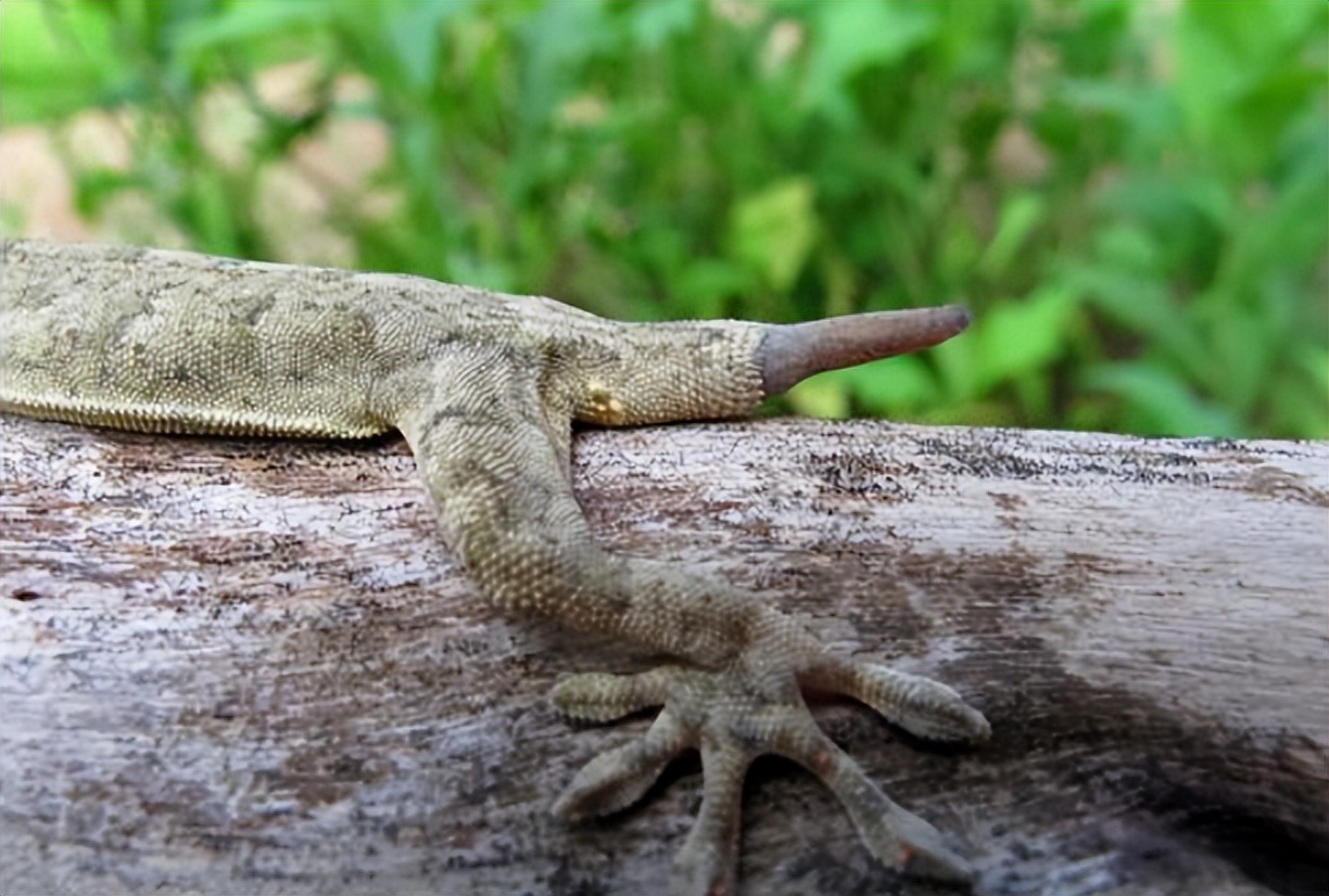 壁虎的危险性有多大,壁虎得名的原因