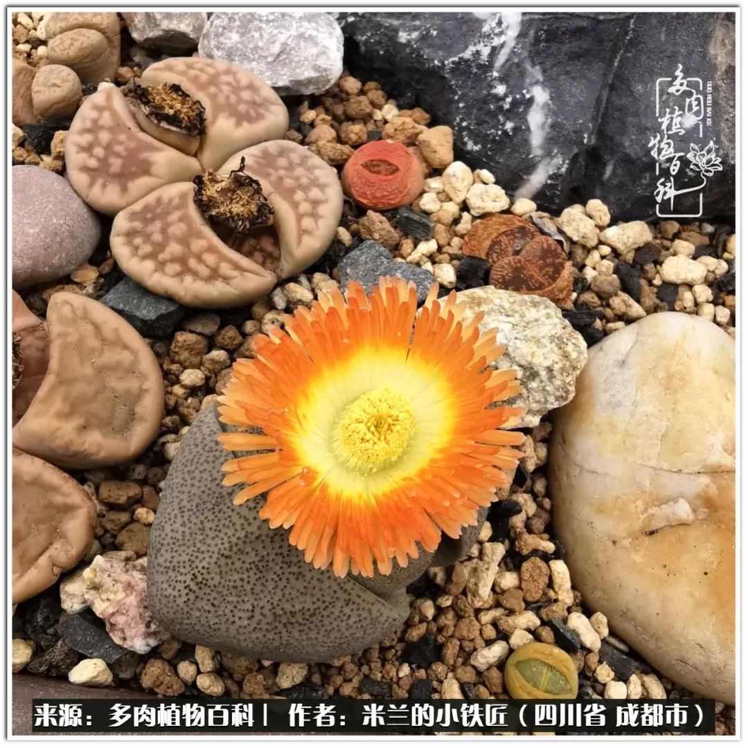 生石花好养吗怎么养护的,生石花的养殖方法和注意事项