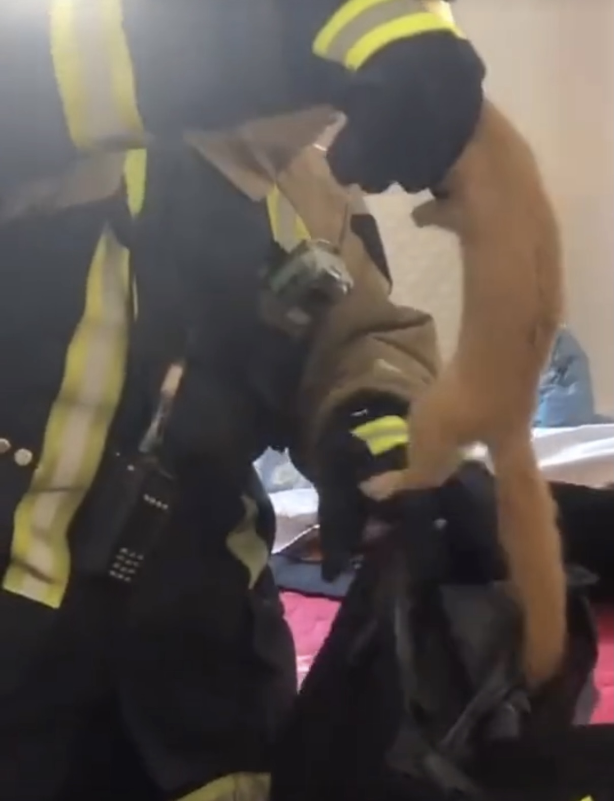 黄鼠狼溜进消防队臭屁暗算消防员,家中溜进黄鼠狼消防员被熏吐