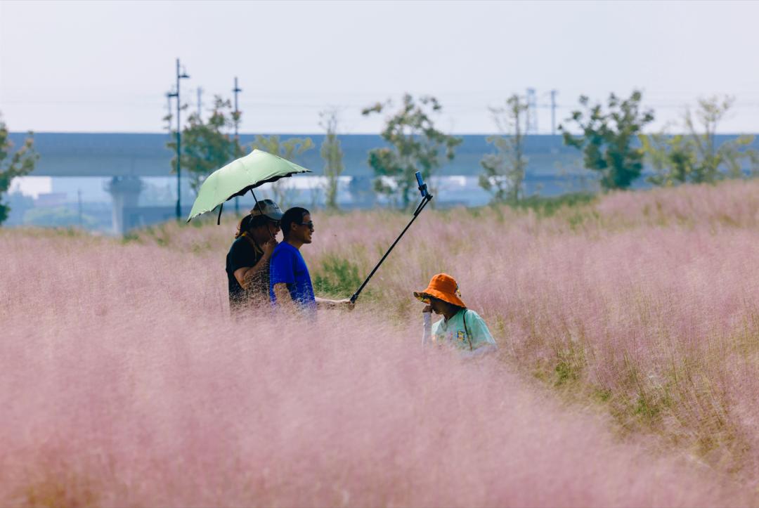 杭州临平粉黛乱子草花海地址,杭州临平30余亩粉黛花海梦幻上线