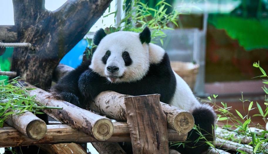 广州番禺动物园门票价目表,广州番禺香江动物园门票多少钱