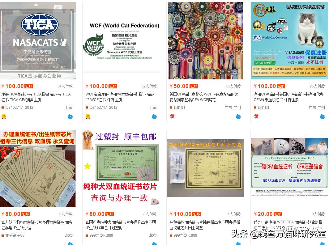 新手养猫便宜选择哪种猫,买纯种猫注意事项有哪些