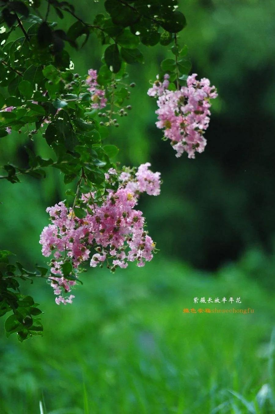 紫薇花壁纸高清全屏,唯美紫壁纸