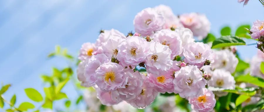 叠字诗词大全带图片,经典叠字古诗词