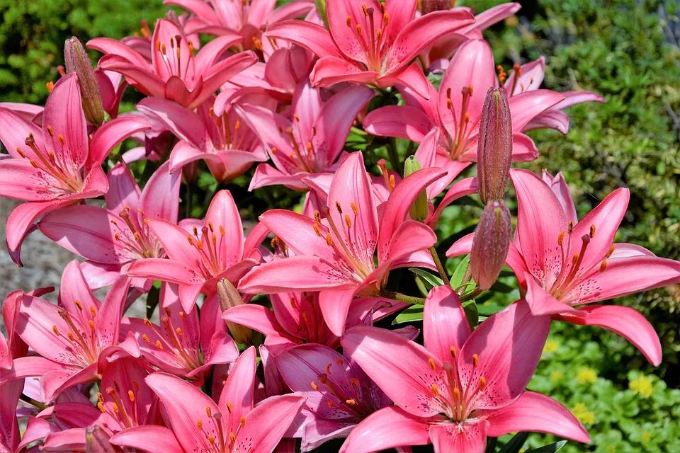 百合种类名称及图片及花语,可以入药的百合品种