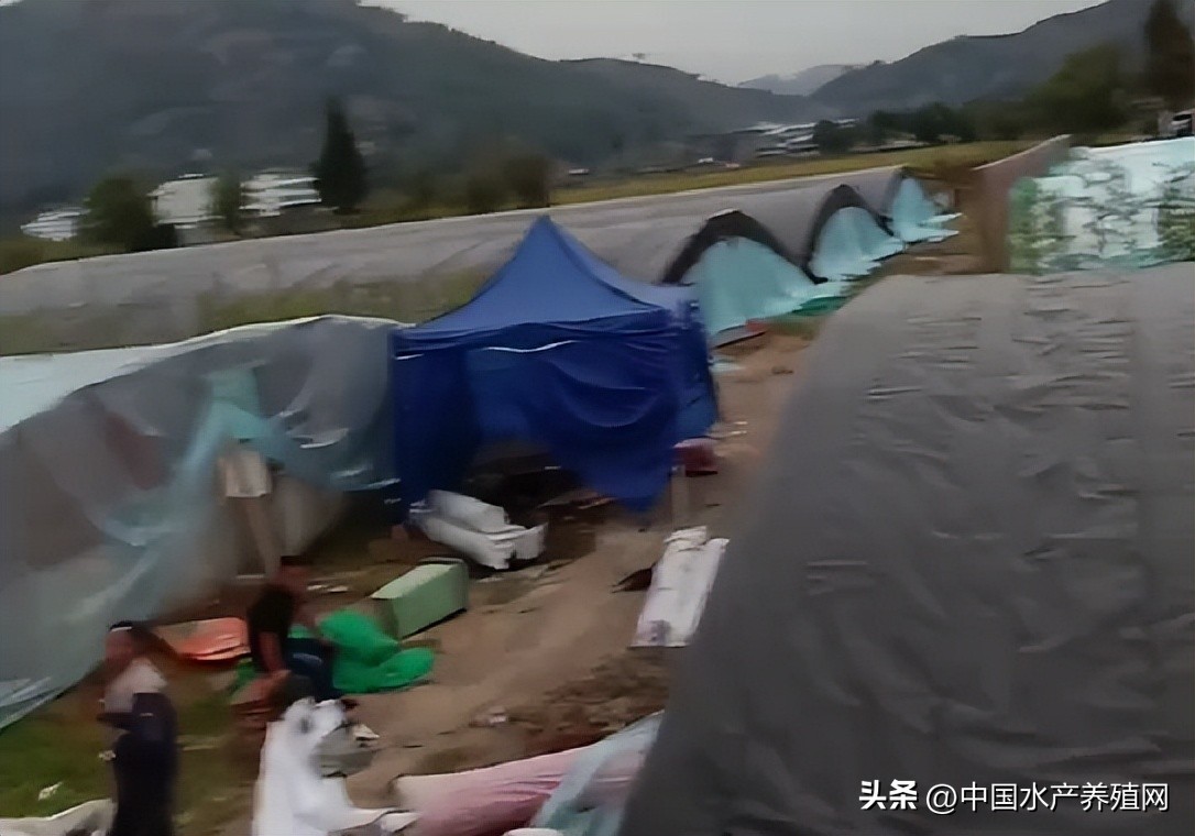 2022年甲鱼下半年会跌价吗,一亩甲鱼可获利10万